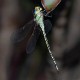 Austrogynacantha heterogena male-1